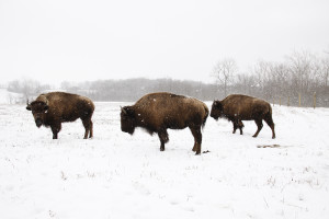 Bison, Battelle Darby Metro Park