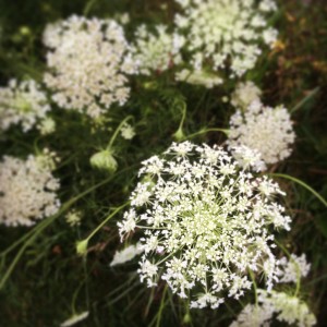 wildflower