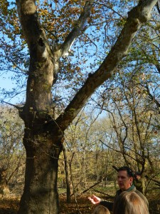 Scioto Grove Sycamore Tree